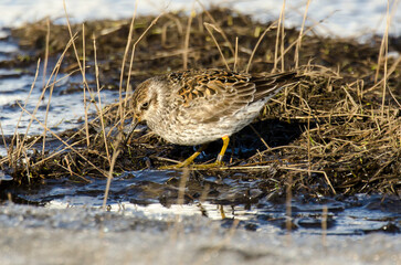 Pluvier doré,.Pluvialis apricaria, European Golden Plover