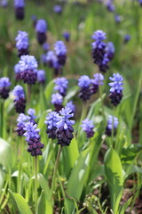 group of broad-leaved grape hyacinth (Muscari latifolium)