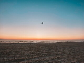 Dusk on the beach with bird flying