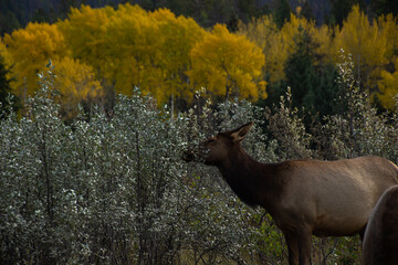Moose eating grass in Jasper