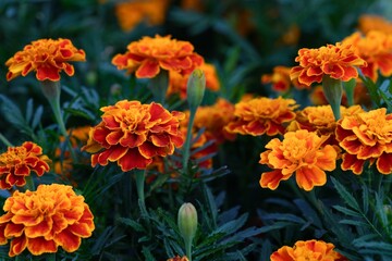 Beautiful red and orange tagetes (marigolds) flowering in the garden