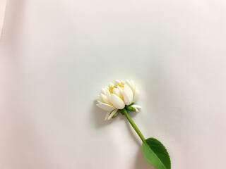 Obraz premium white and yellow tulip,white daisy on green background,yellow daisy flower,yellow flower on a wall