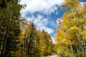 Fall leaves and a dirt road.