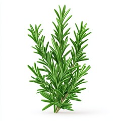Fototapeta premium Fresh rosemary herb isolated on a white background, perfect for culinary and floral designs.
