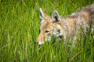 Coyote in the grass at Yellowstone National Park.