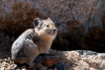 Cute Pika on the Beartooth Highway.