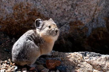 Cute Pika on the Beartooth Highway. © donfink