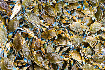 A crab background. The crab seafood concept. Portunus pelagicus, blue crabs, blue manna crabs. A fresh, raw flowers crabs. Seafood market. A background for a market or a restaurant menu.