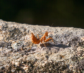 European mantis on a rock