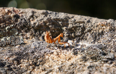 European mantis on a rock
