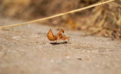European mantis on a rock