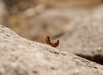 European mantis on a rock