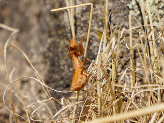 European mantis on a rock
