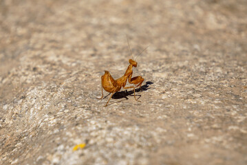European mantis on a rock