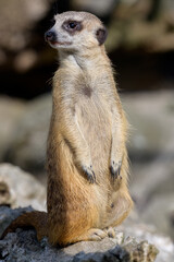 Portret - Surykatka Suricata suricatta © Sebastian