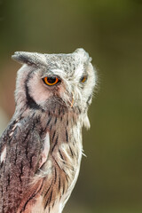 owl, Bird of prey perched in foreground