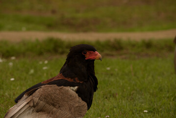 snake eagle. Bird of prey perched in foreground