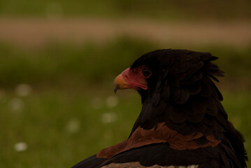 snake eagle. Bird of prey perched in foreground