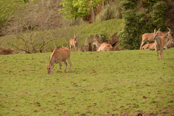 gazelle grazing in a national park in spain