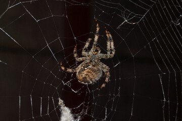The spider-cross (Latin Araneus) sits in the center of the web. The spider-cross is waiting for prey caught in the web.