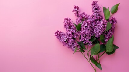 Fototapeta premium Lilac bouquet on pink background with space for text