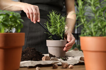 Transplanting herb. Woman adding soil into pot with rosemary at table, closeup