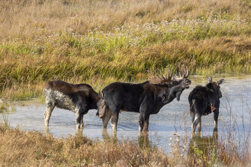 Bull and Cow Moose During the Rut in Autumn in Wyoming