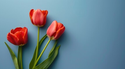 Fototapeta premium Minimal Spring Floral Arrangement Three tulips on blue surface flat lay with copy space