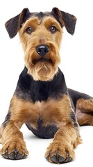 Airedale Terrier lying down with a relaxed posture, highlighting its long legs and unique beard, perfect for a serene and calming image