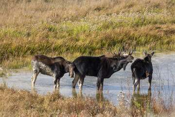 Bull and Cow Moose During the Rut in Autumn in Wyoming