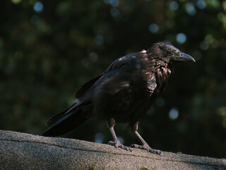 crow on a roof