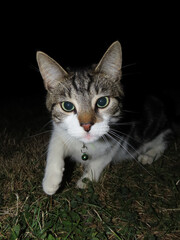 Cat approaching camera from the dark