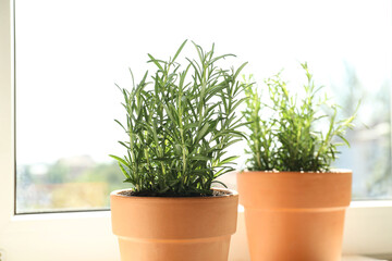 Rosemary plants growing in pots near window, closeup. Aromatic herb