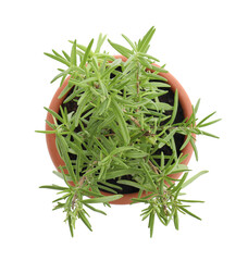 Aromatic rosemary plant in pot isolated on white, top view