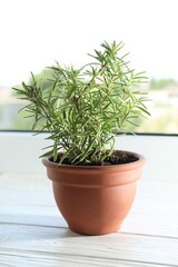 Rosemary plant growing in pot on windowsill. Aromatic herb