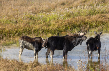 Bull and Cow Moose During the Rut in Autumn in Wyoming