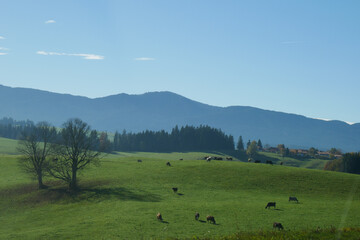 Kühe im Feld
