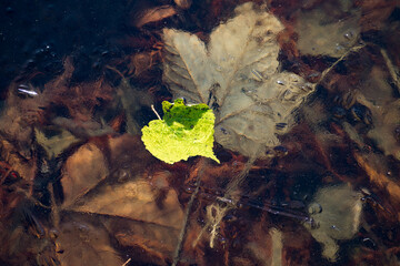 Blatt im gefroreren Wasser