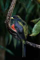 Ptak Trogon