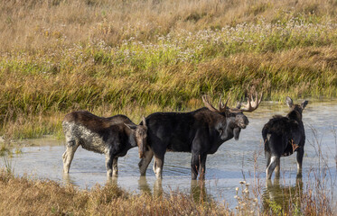 Bull and Cow Moose During the Rut in Autumn in Wyoming