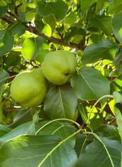 pear, pear tree, leaf, pear garden, fruit, tree, food, summer, agriculture, plant, healthy, ripe, organic, fresh, harvest, green, nature