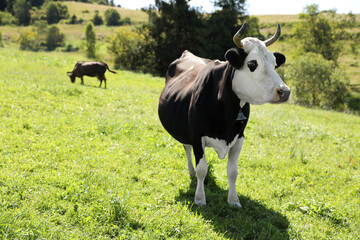 Beautiful cow grazing outdoors on sunny day. Space for text