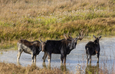 Bull and Cow Moose During the Rut in Autumn in Wyoming