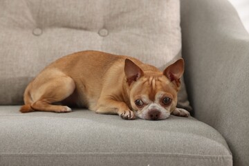 Chihuahua dog on soft sofa. Cute animal