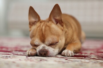 Cute Chihuahua dog sleeping on rug indoors, closeup