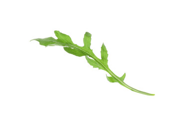 One fresh arugula leaf on white background