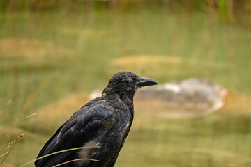Fototapeta premium crow at the edge of the Hintersee lake in Bavaria