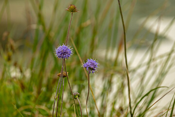 purple flowers in front of a lake