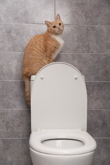 Cute cat on toilet bowl in bathroom