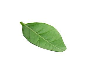 One macadamia tree leaf isolated on white